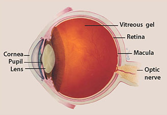 optic nerve glaucoma